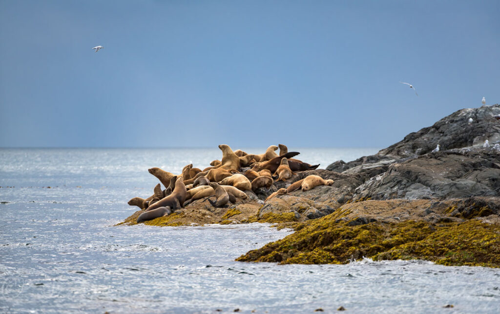 A group of sea lions on a remote island near Haida Gwaii, BC