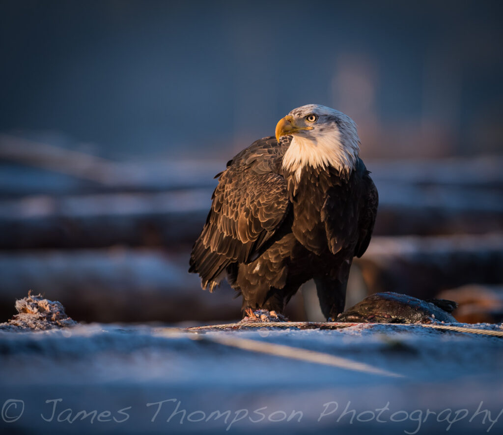 A bald eagle takes a break from a salmon breakfast during a frosty sunrise.