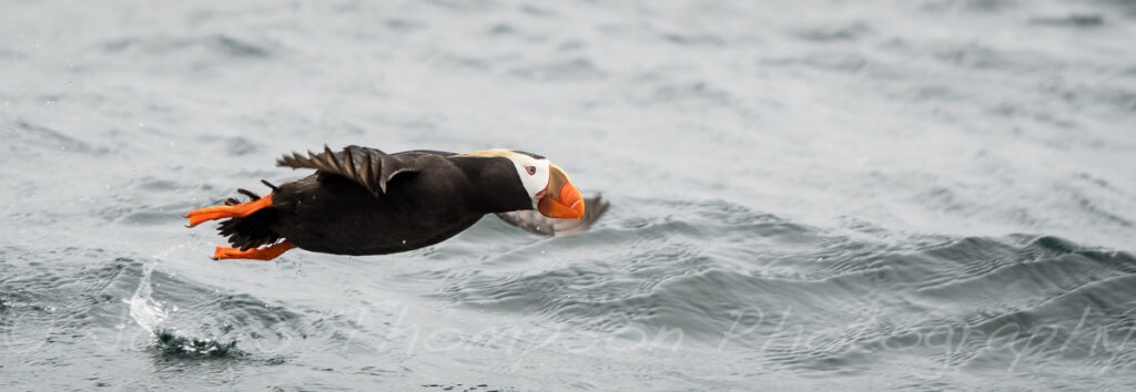 A tufted puffin launches out of the waves, Haida Gwaii.