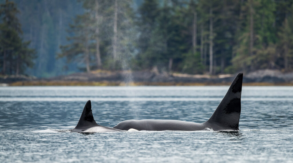 A pair of orca patrol for seals, Haida Gwaii.