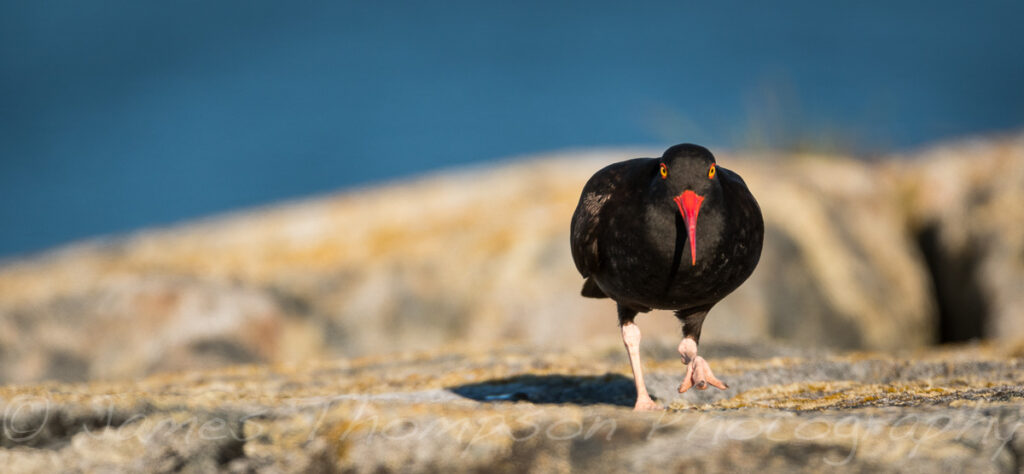 An oystercatcher on the prowl.