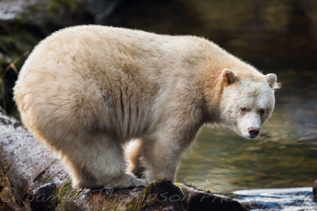 The emblematic spirit bear of the Great Bear Rainforest.