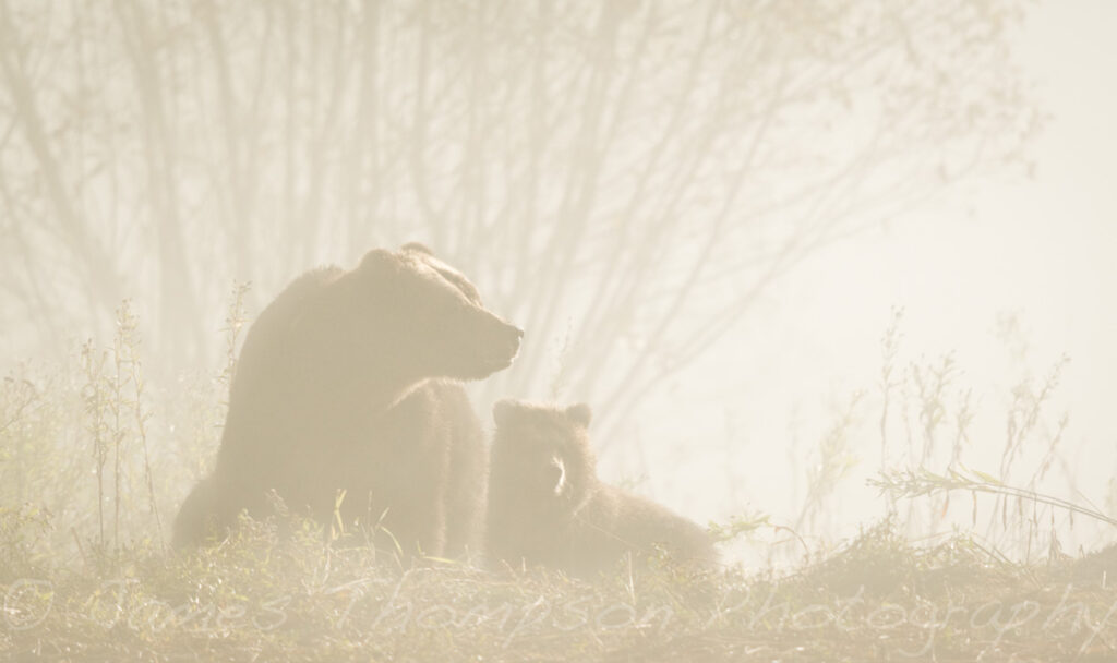Grizzly bear and her cub.