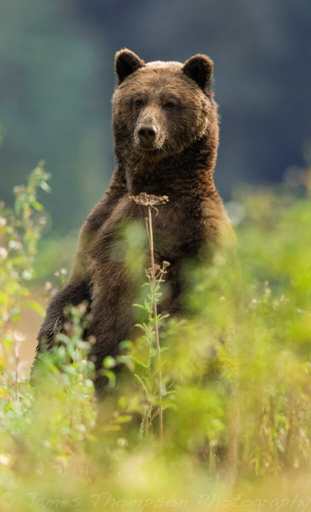 A grizzly checks out her surroundings, Great Bear Rainforest.