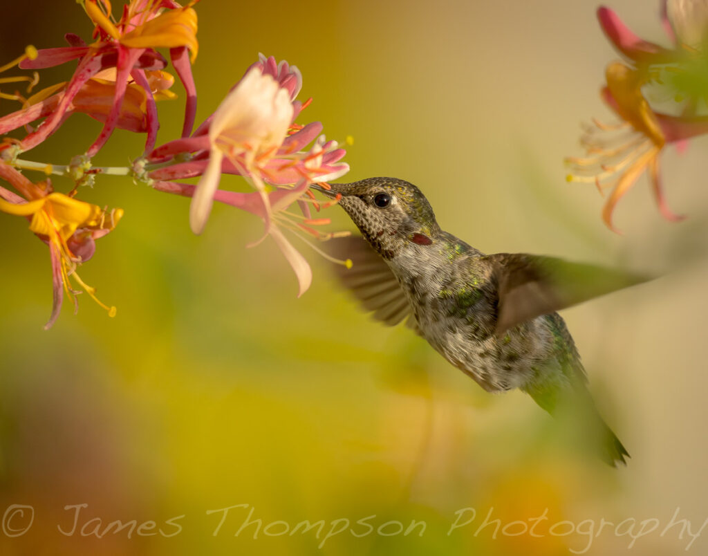 Anna's hummingbird and honeysuckle.