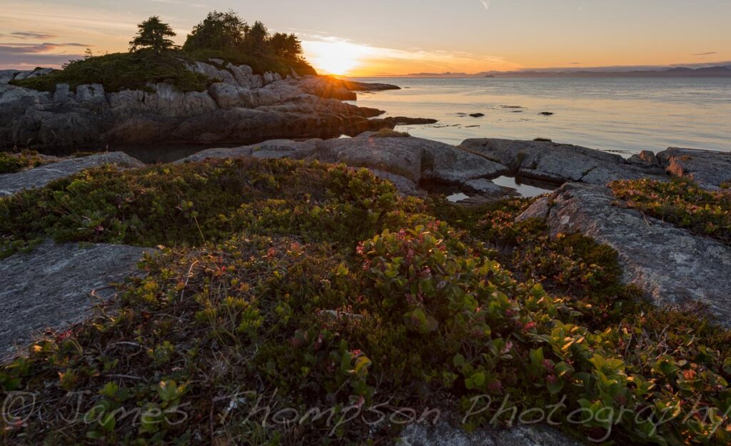 Sunset highlights some hardy low growing plants on our rocky island campsite.